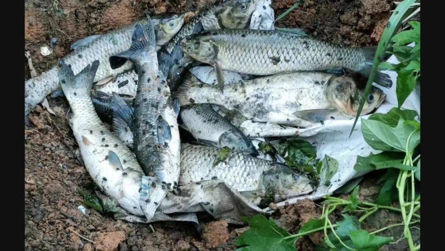 湖南一河现大量死鱼,河里大面积死鱼
